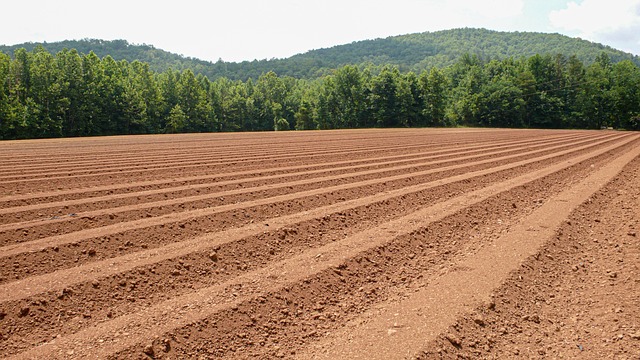 Soil erosion showing exposed subsoil and rill formation on a sloped farm field after heavy rainfall
