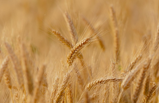 Small farm landscape with diverse crop rows demonstrating healthy rotation practices and rich dark soil