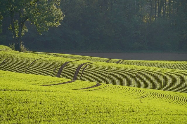Multi-row windbreak of mixed trees and shrubs protecting a small farm field from wind erosion